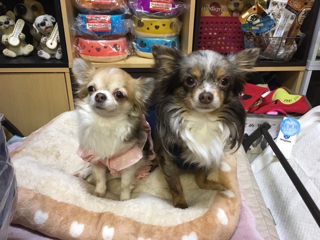 【今日の里帰りワンコ🐶ポメラニアンのモナカちゃん💕＆キャバリアのアーチャー💕、チワワの苺ちゃん💕＆ジョイ君💕】